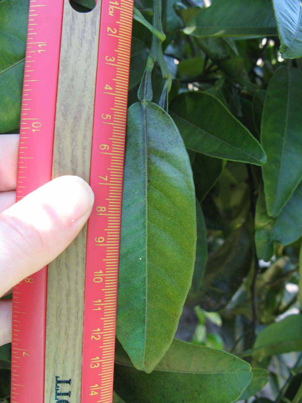                 Unifoliolate leaf (Winter Haven,   FL)   